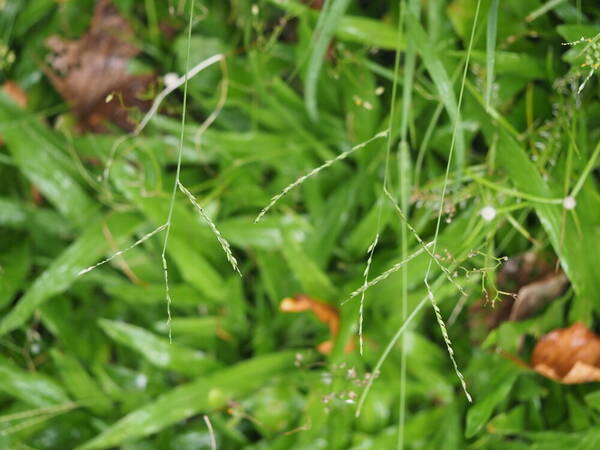 Urochloa glumaris Inflorescence