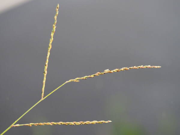 Urochloa glumaris Inflorescence