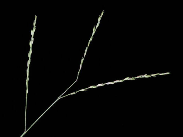 Urochloa glumaris Inflorescence