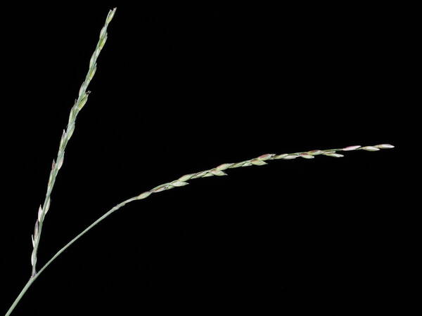 Urochloa glumaris Inflorescence