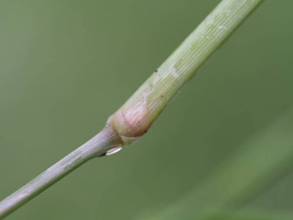 Urochloa glumaris Node