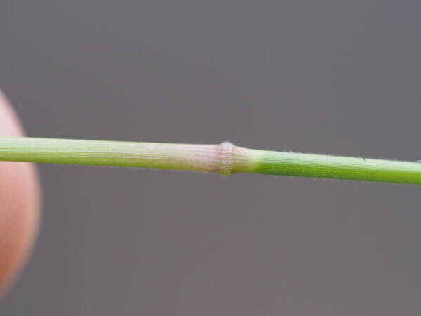 Urochloa glumaris Node