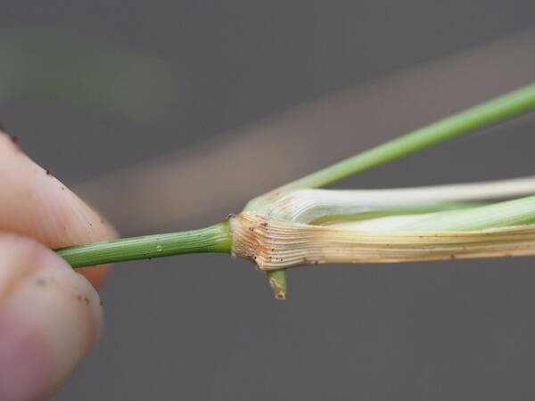 Urochloa glumaris Node