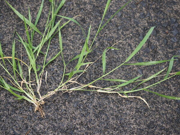 Urochloa glumaris Plant