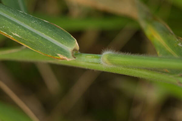 Urochloa maxima Collar