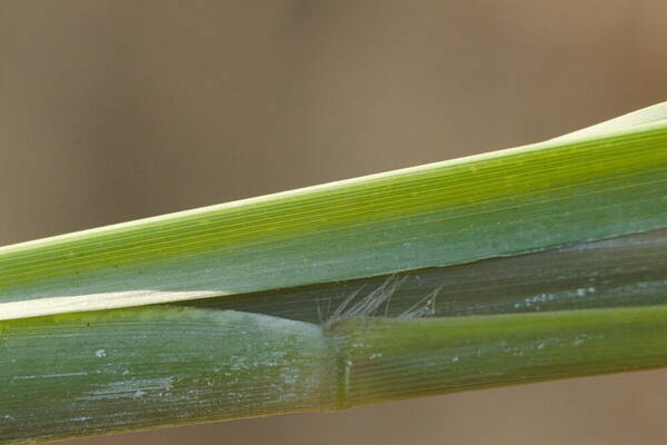 Urochloa maxima Collar