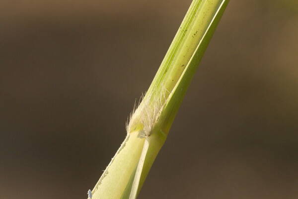 Urochloa maxima Collar