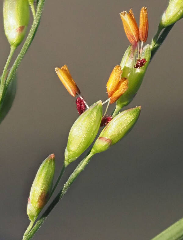 Urochloa maxima Spikelets