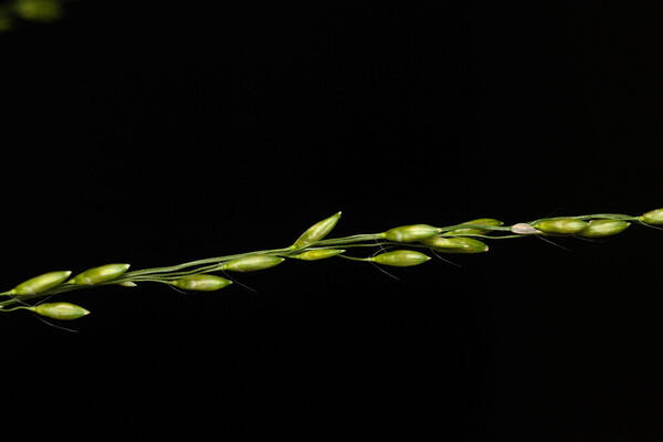 Urochloa maxima Spikelets