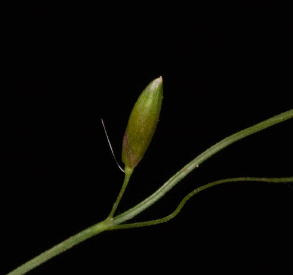 Urochloa maxima Spikelets