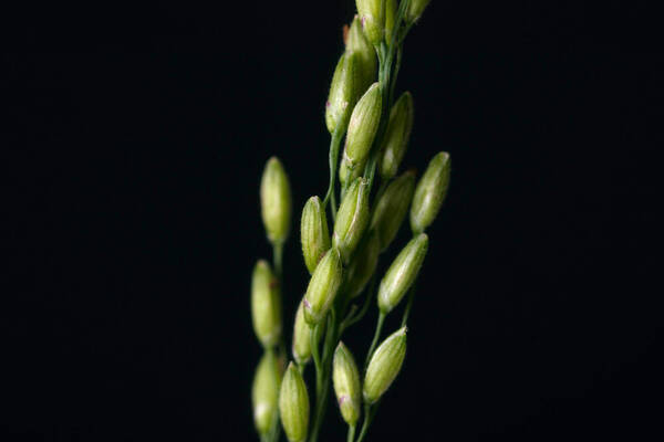 Urochloa maxima Spikelets