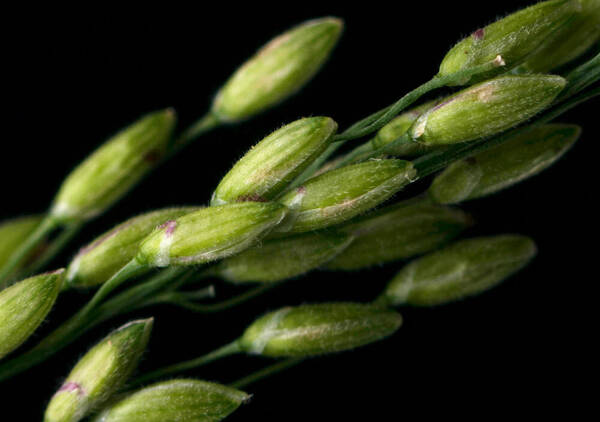 Urochloa maxima Spikelets