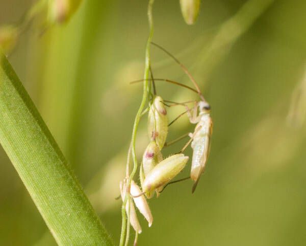 Urochloa maxima Spikelets