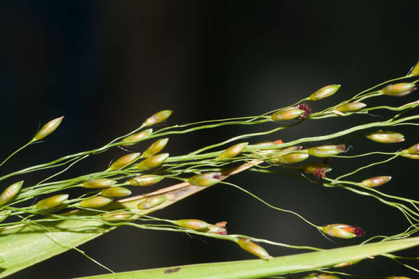 Urochloa maxima Spikelets