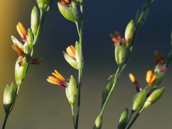 Urochloa maxima Spikelets