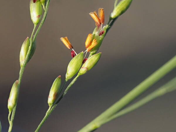 Urochloa maxima Spikelets