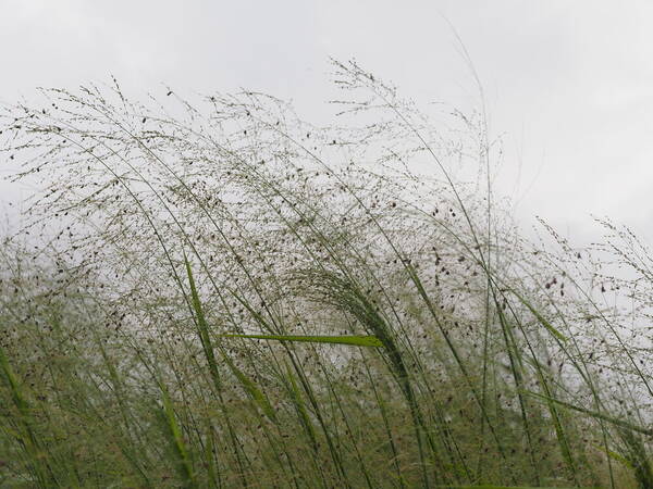 Urochloa maxima Habit