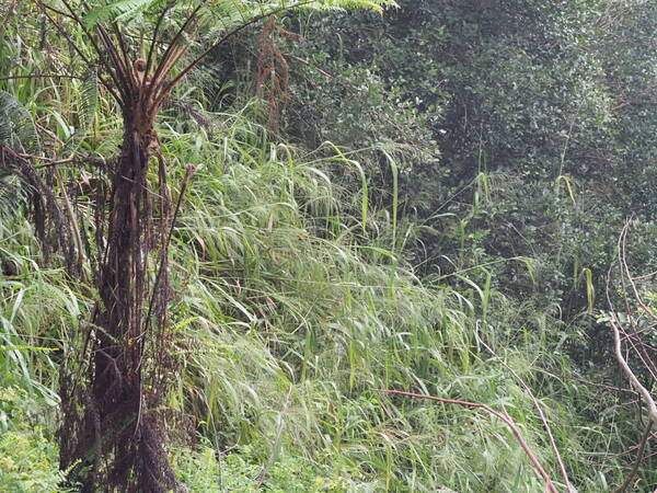 Urochloa maxima Habit