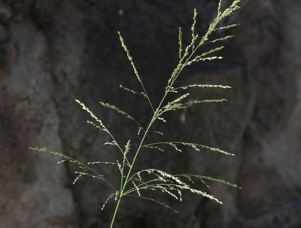 Urochloa maxima Inflorescence