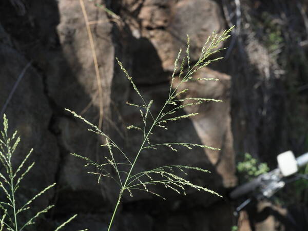 Urochloa maxima Inflorescence