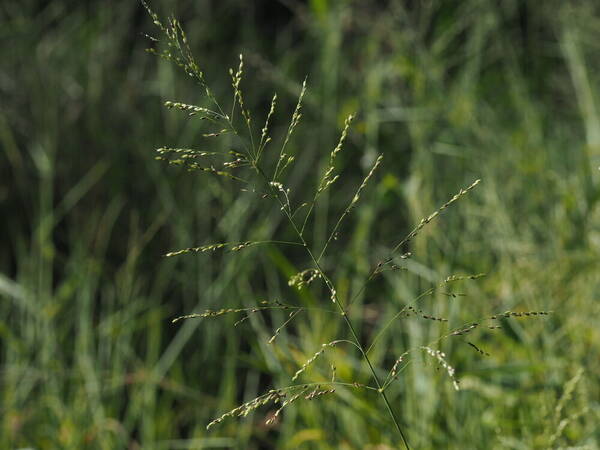 Urochloa maxima Inflorescence