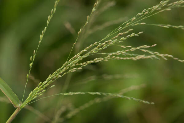 Urochloa maxima Inflorescence