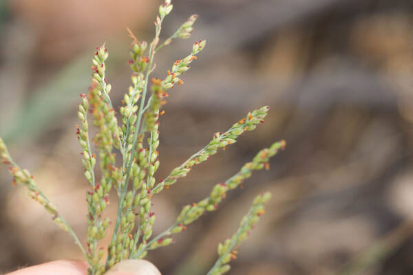 Urochloa maxima Inflorescence