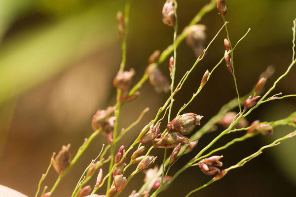 Urochloa maxima Inflorescence