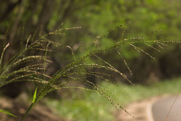 Urochloa maxima Inflorescence