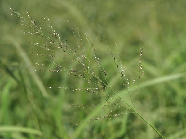 Urochloa maxima Inflorescence