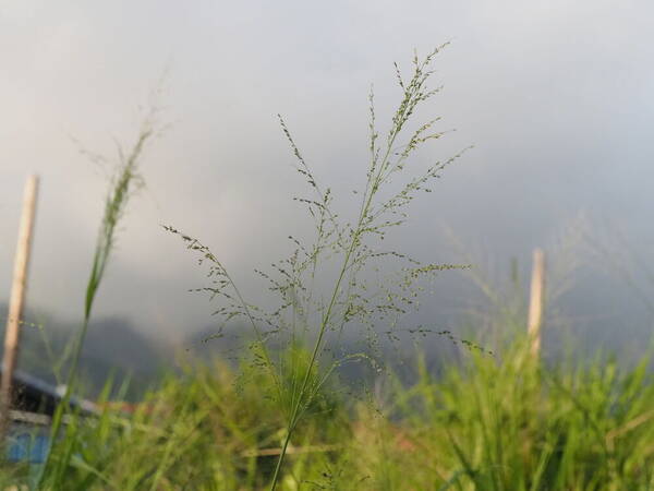 Urochloa maxima Inflorescence