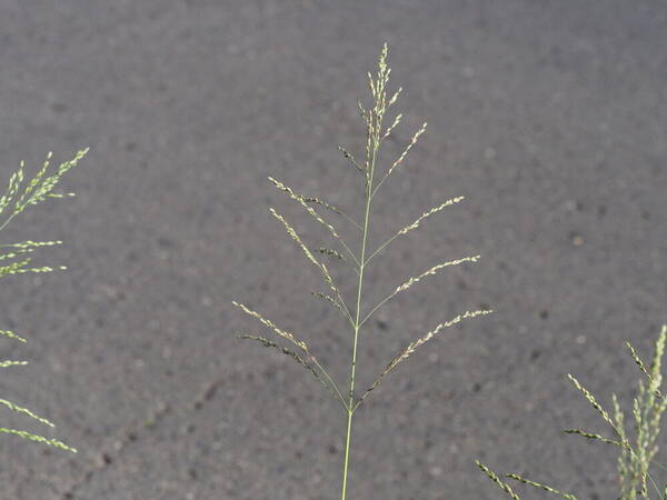 Urochloa maxima Inflorescence