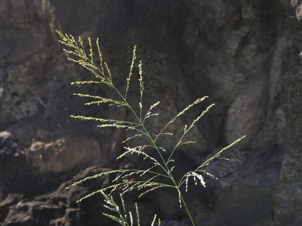 Urochloa maxima Inflorescence