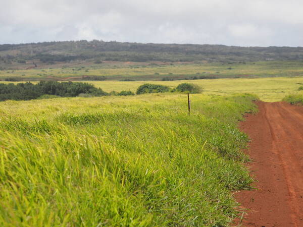 Urochloa maxima Landscape