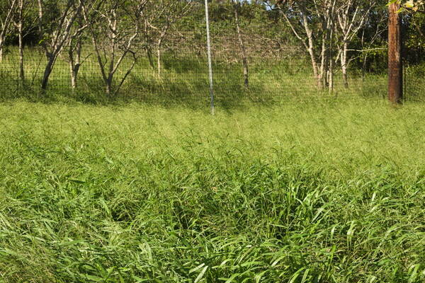 Urochloa maxima Landscape