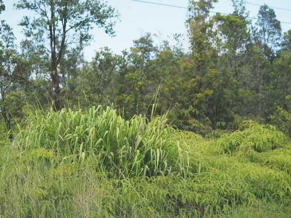 Urochloa maxima Plant