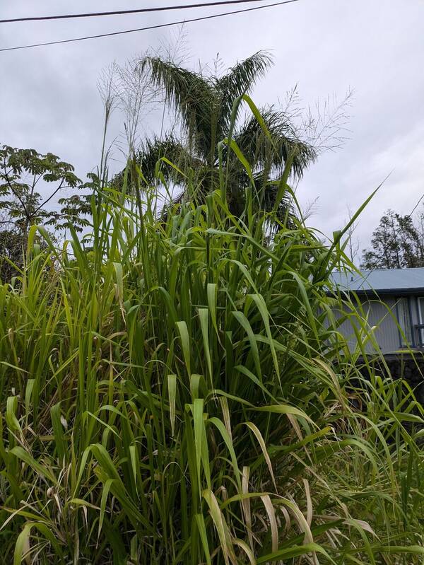 Urochloa maxima Plant