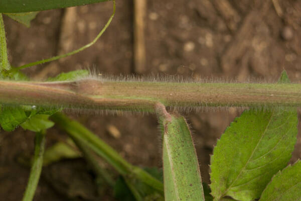 Urochloa mutica Collar