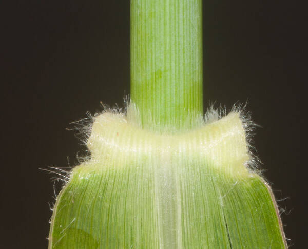 Urochloa mutica Collar