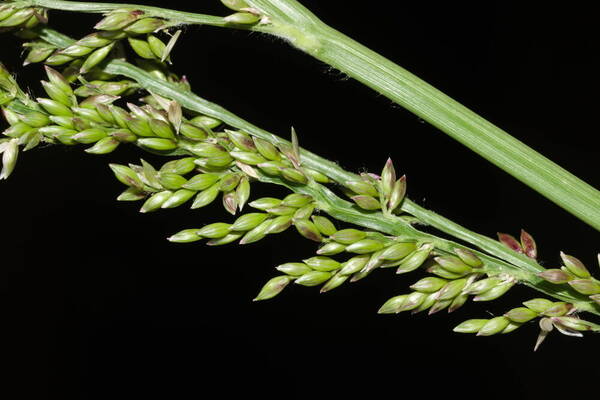 Urochloa mutica Spikelets