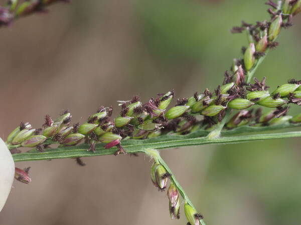 Urochloa mutica Spikelets