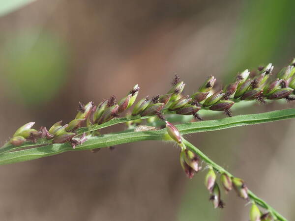 Urochloa mutica Spikelets