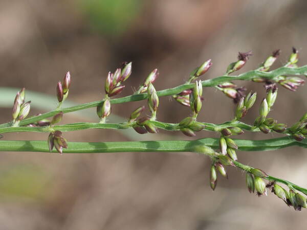 Urochloa mutica Spikelets