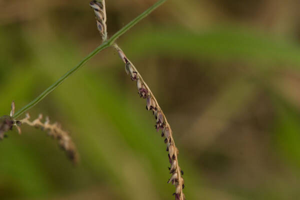 Urochloa mutica Spikelets