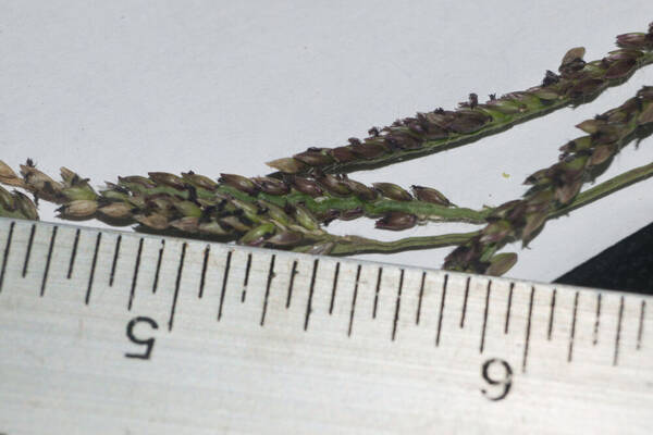 Urochloa mutica Spikelets