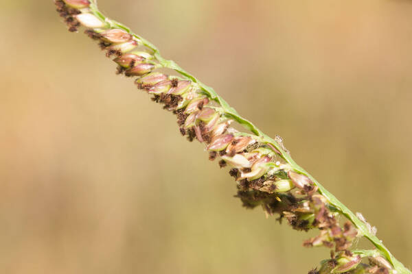 Urochloa mutica Spikelets