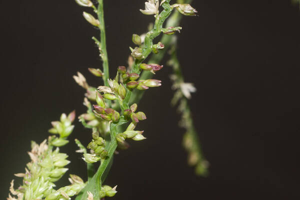 Urochloa mutica Spikelets