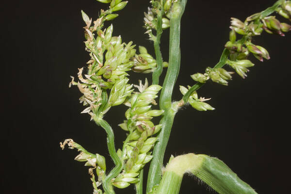 Urochloa mutica Spikelets