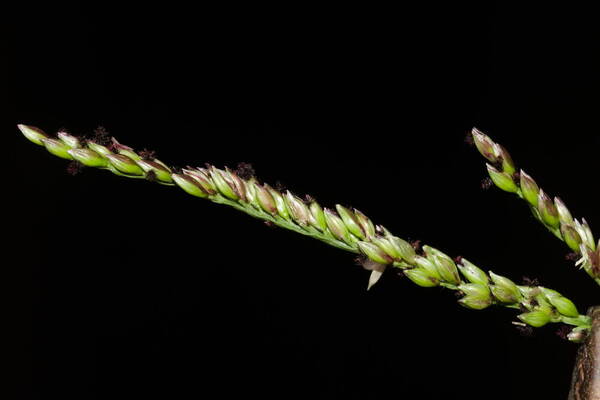 Urochloa mutica Spikelets