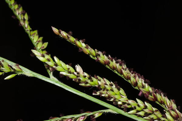 Urochloa mutica Spikelets